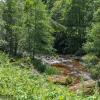 Reichenstein Sommer 2024